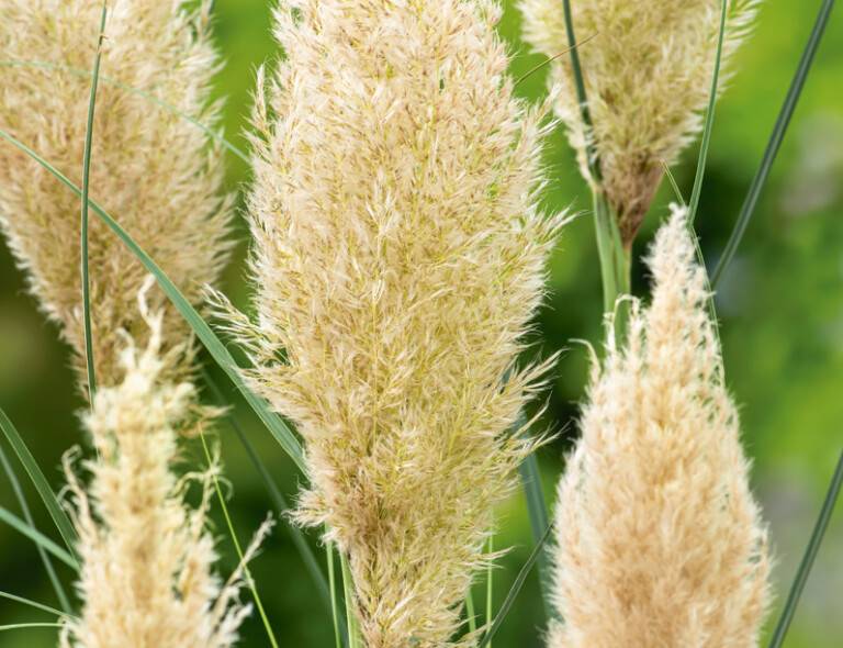 Cortaderia selloana 'Green Goblin'®